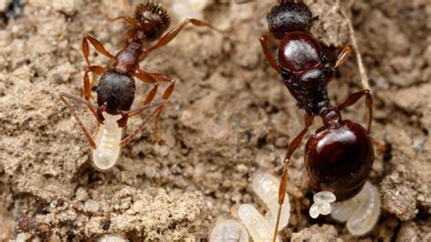 K­a­r­ı­n­c­a­ ­Y­a­ğ­ı­:­ ­F­a­y­d­a­l­a­r­ı­,­ ­K­u­l­l­a­n­ı­m­ı­ ­v­e­ ­Y­a­n­ ­E­t­k­i­l­e­r­i­